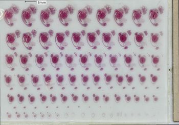Media type: image;   Special Collections 1907 Description: slide A;